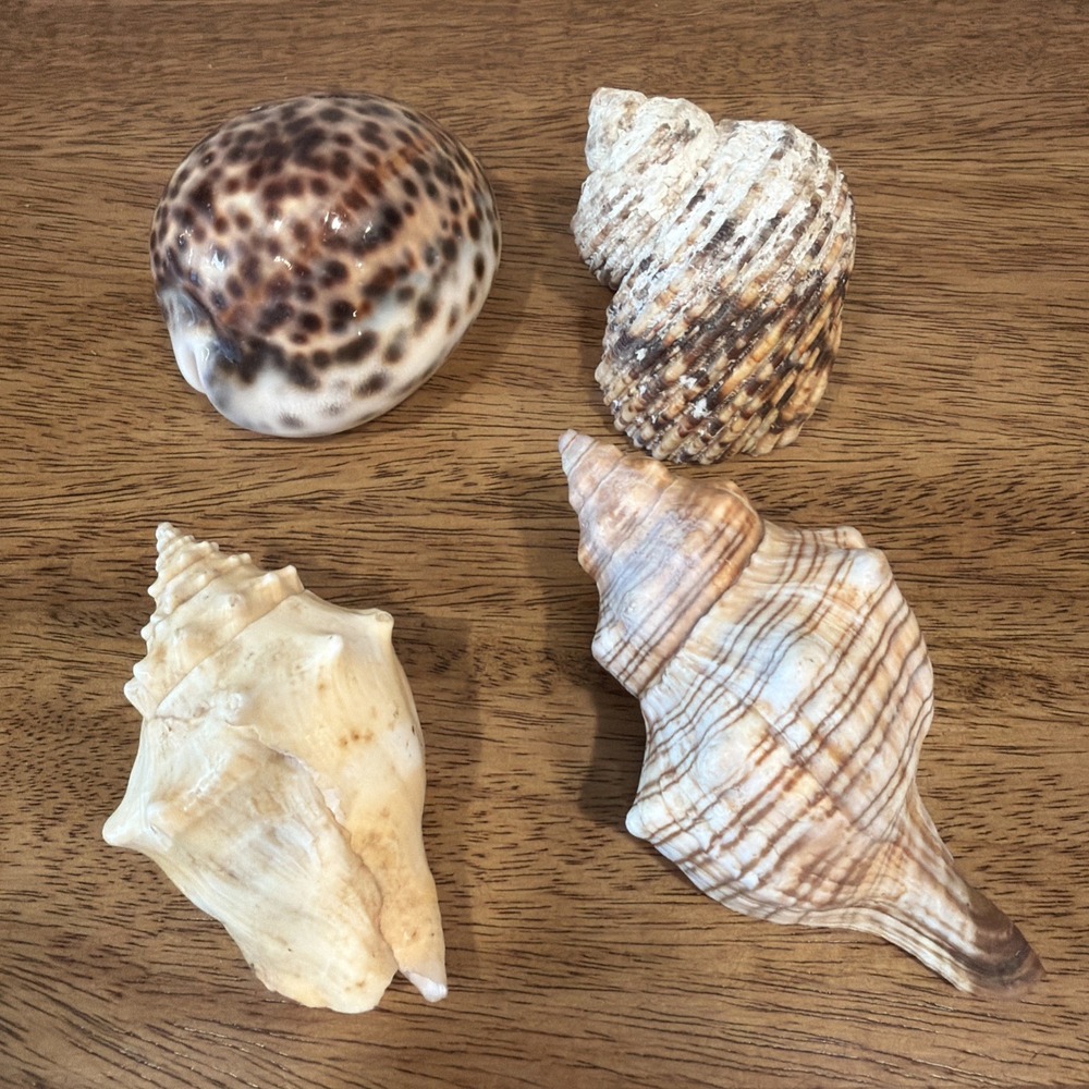 Lot Of 4 Sea Shells Snails Natural Large Tiger Cowrie Shell Beach House Decor